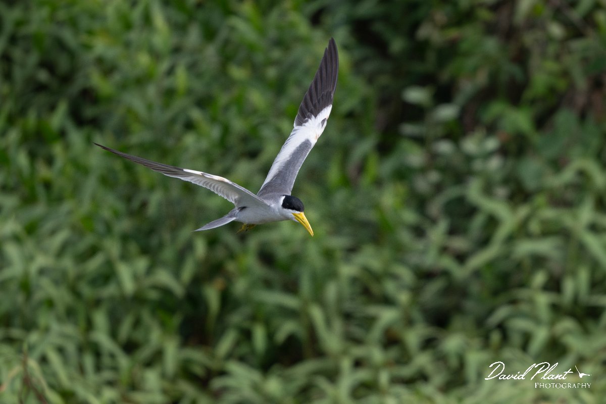DPPhotography - Pantanal - Large-billed tern - O.jpg - Large-billed tern - Transpantaneira, Brazil