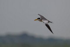 DPPhotography - Pantanal - Large-billed tern - A