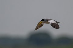 DPPhotography - Pantanal - Large-billed tern - B