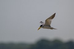 DPPhotography - Pantanal - Large-billed tern - C
