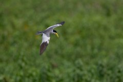 DPPhotography - Pantanal - Large-billed tern - D