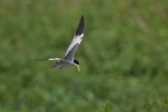 DPPhotography - Pantanal - Large-billed tern - E