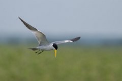 DPPhotography - Pantanal - Large-billed tern - F