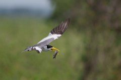 DPPhotography - Pantanal - Large-billed tern - H