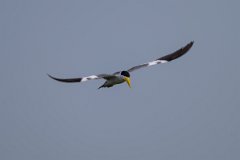 DPPhotography - Pantanal - Large-billed tern - I