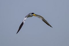 DPPhotography - Pantanal - Large-billed tern - J