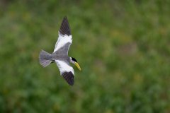 DPPhotography - Pantanal - Large-billed tern - K