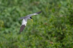 DPPhotography - Pantanal - Large-billed tern - L