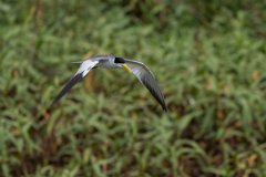 DPPhotography - Pantanal - Large-billed tern - M