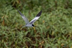 DPPhotography - Pantanal - Large-billed tern - N