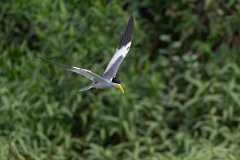 DPPhotography - Pantanal - Large-billed tern - O