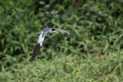 DPPhotography - Pantanal - Large-billed tern - P