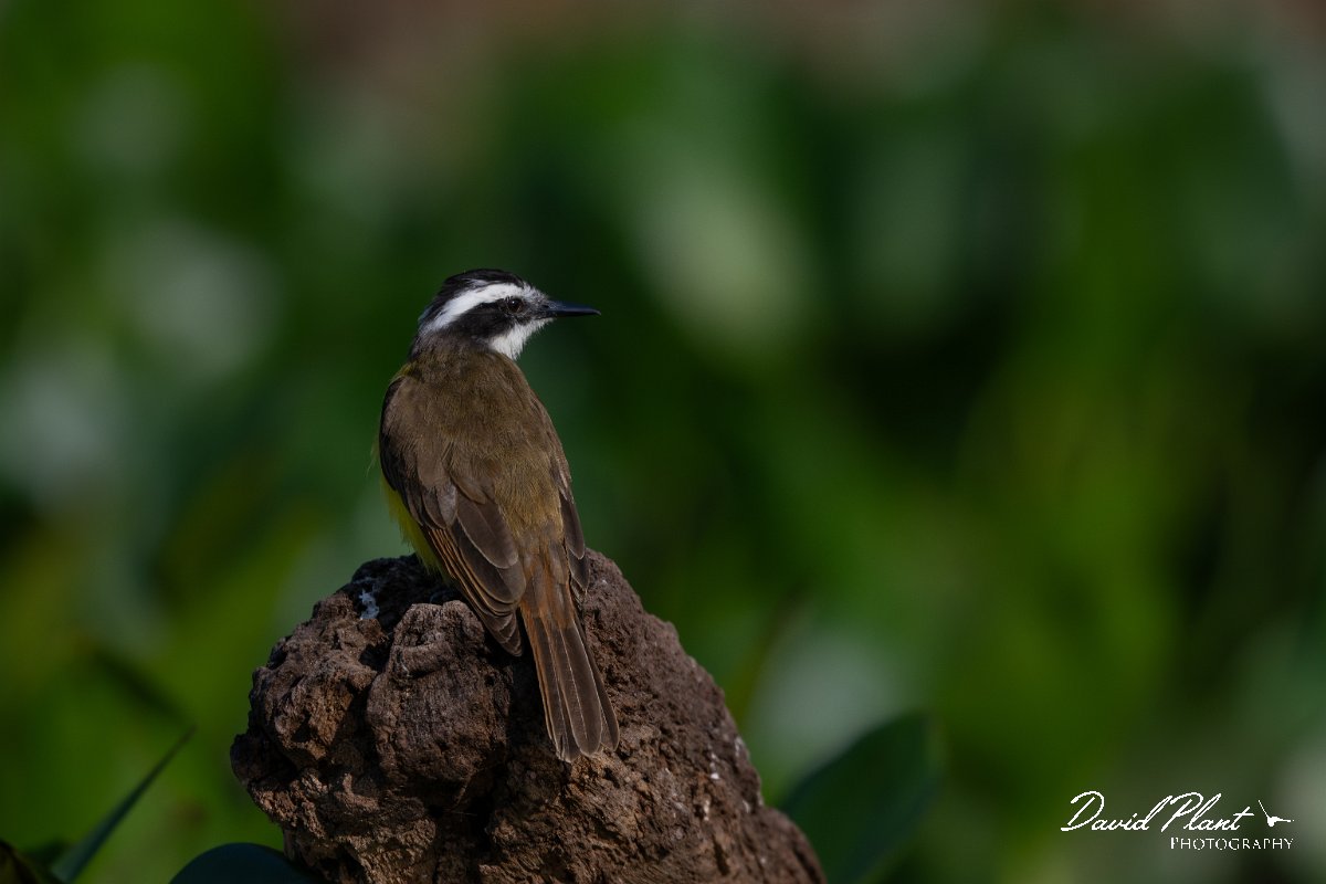 DPPhotography - Pantanal - Lesser kiskadee - A.jpg - Lesser kiskadee - Pantanal, Brazil