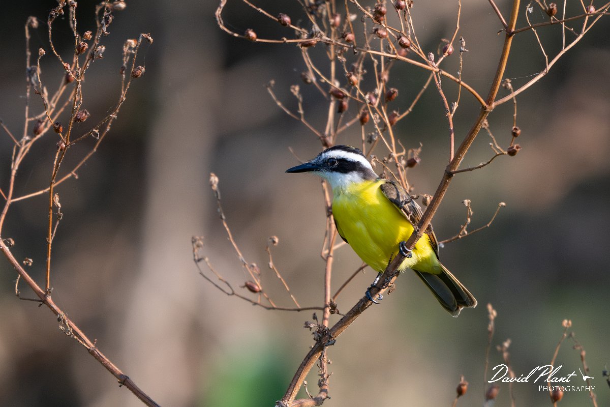DPPhotography - Pantanal - Lesser kiskadee - B.jpg - Lesser kiskadee - Pantanal, Brazil