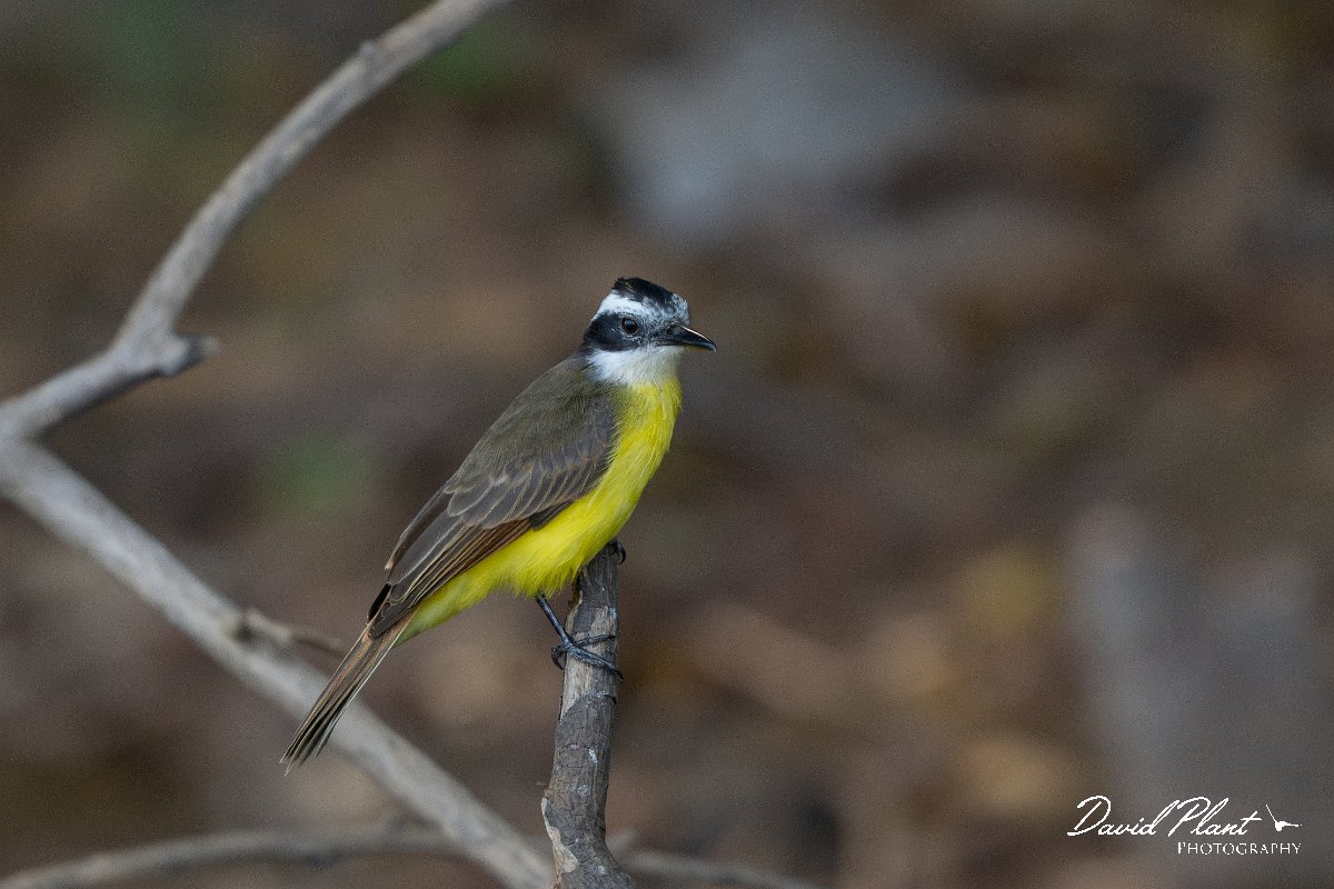 DPPhotography - Pantanal - Lesser kiskadee - C.jpg - Lesser kiskadee - Pantanal, Brazil