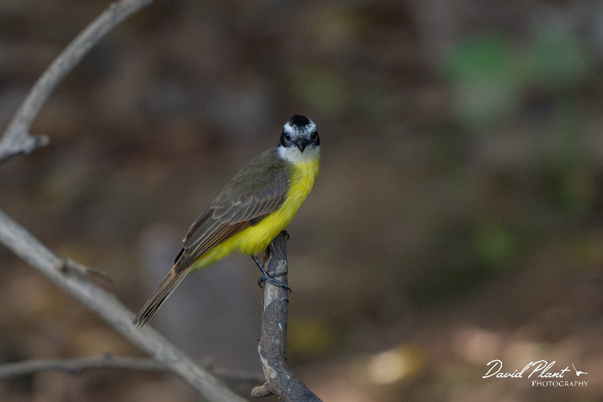 DPPhotography - Pantanal - Lesser kiskadee - D.jpg - Lesser kiskadee - Pantanal, Brazil