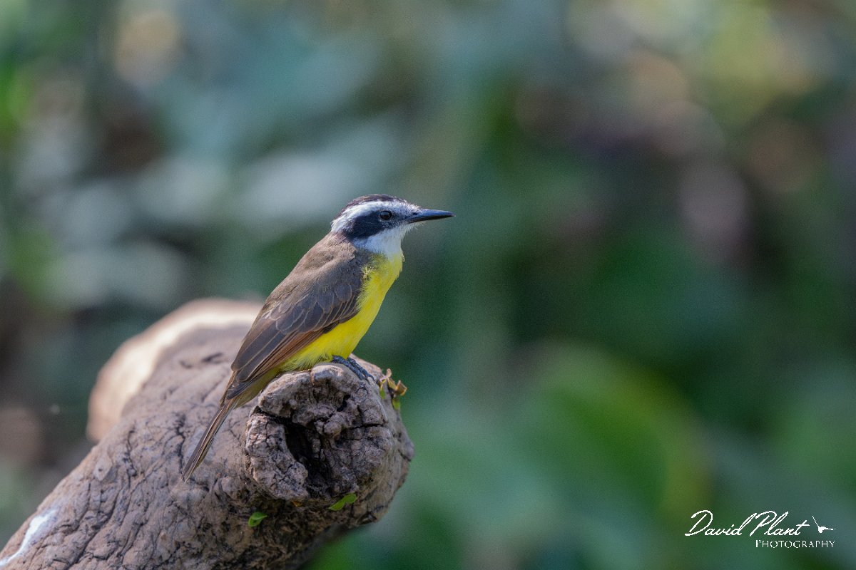 DPPhotography - Pantanal - Lesser kiskadee - E.jpg - Lesser kiskadee - Pantanal, Brazil