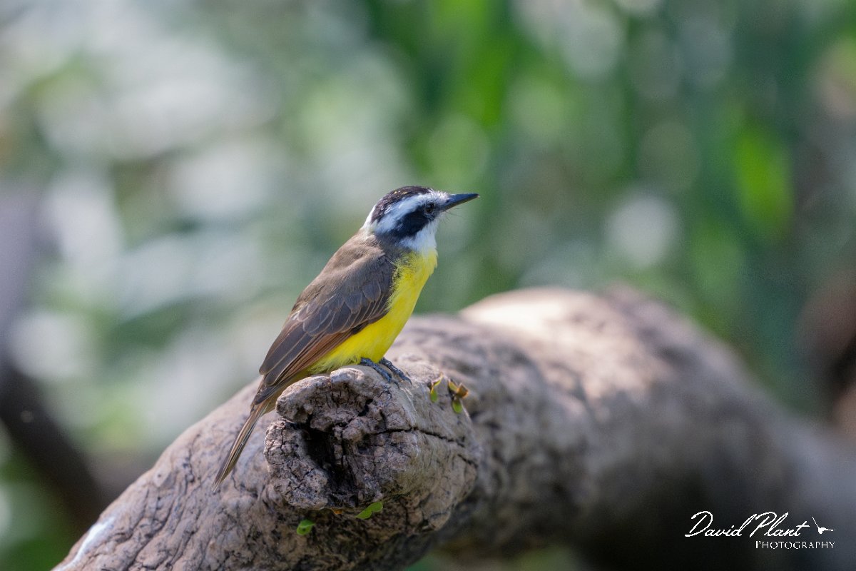 DPPhotography - Pantanal - Lesser kiskadee - F.jpg - Lesser kiskadee - Pantanal, Brazil