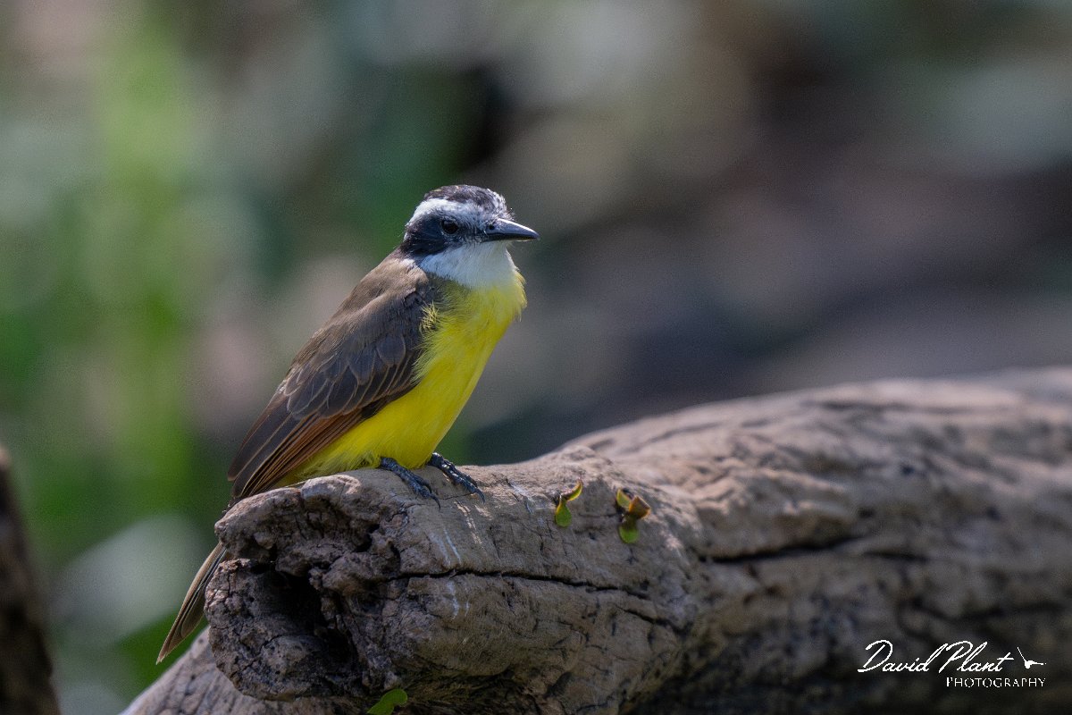 DPPhotography - Pantanal - Lesser kiskadee - G.jpg - Lesser kiskadee - Pantanal, Brazil