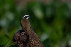 DPPhotography - Pantanal - Lesser kiskadee - A
