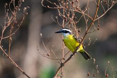 DPPhotography - Pantanal - Lesser kiskadee - B