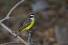 DPPhotography - Pantanal - Lesser kiskadee - C