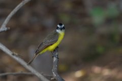 DPPhotography - Pantanal - Lesser kiskadee - D
