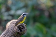 DPPhotography - Pantanal - Lesser kiskadee - E