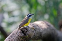 DPPhotography - Pantanal - Lesser kiskadee - F