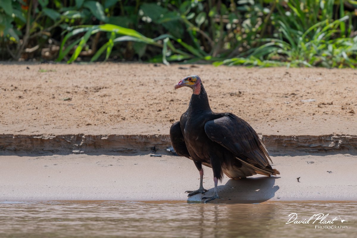 DPPhotography - Pantanal - Lesser yellow-headed vulture - A.jpg - Lesser yellow-headed vulture - Rio São Lourenço, Pantanal, Brazil
