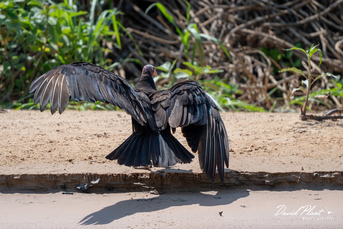 DPPhotography - Pantanal - Lesser yellow-headed vulture - B.jpg - Lesser yellow-headed vulture - Rio São Lourenço, Pantanal, Brazil