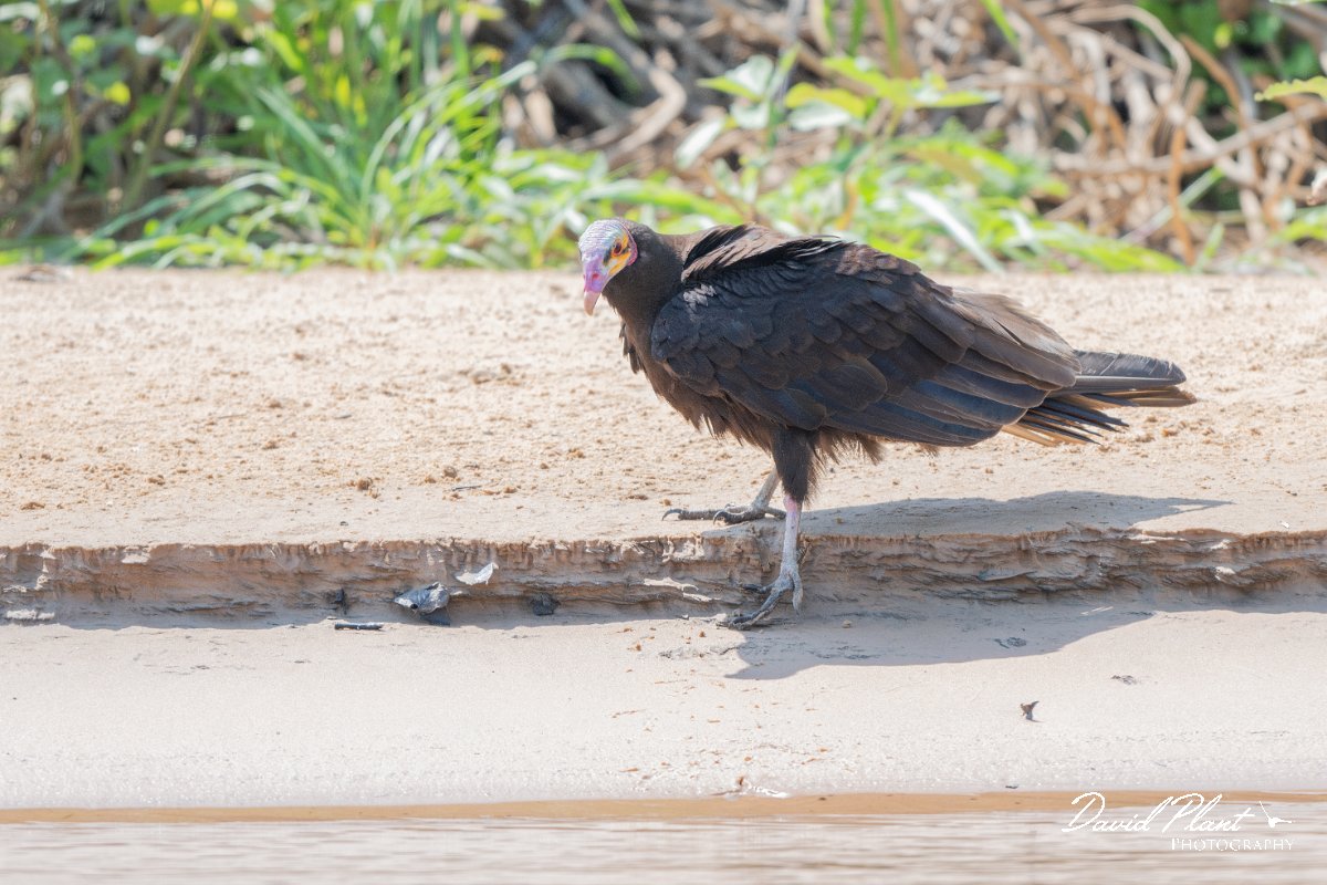 DPPhotography - Pantanal - Lesser yellow-headed vulture - C.jpg - Lesser yellow-headed vulture - Rio São Lourenço, Pantanal, Brazil