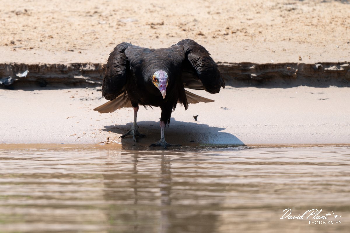 DPPhotography - Pantanal - Lesser yellow-headed vulture - D.jpg - Lesser yellow-headed vulture - Rio São Lourenço, Pantanal, Brazil