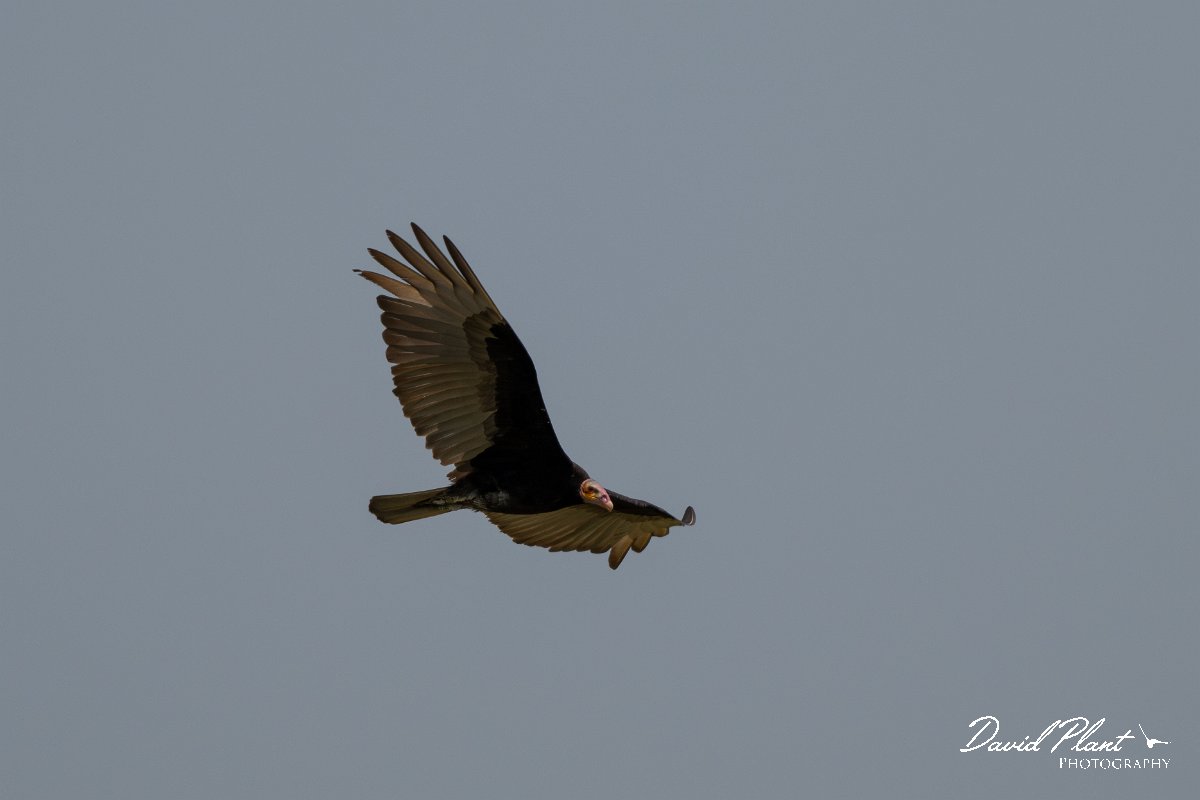 DPPhotography - Pantanal - Lesser yellow-headed vulture - F.jpg - Lesser yellow-headed vulture - Transpantaneira, Brazil
