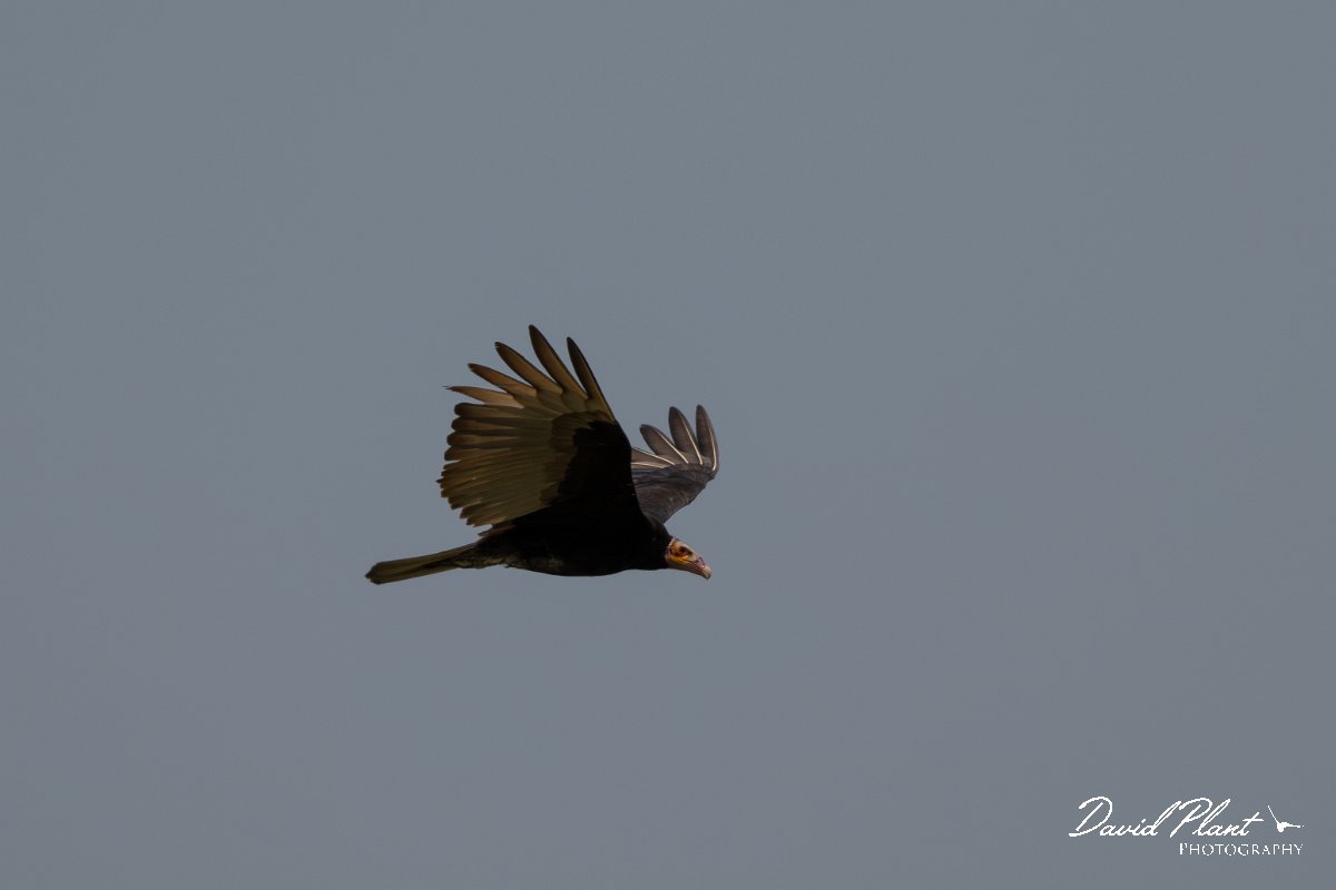 DPPhotography - Pantanal - Lesser yellow-headed vulture - G.jpg - Lesser yellow-headed vulture - Transpantaneira, Brazil