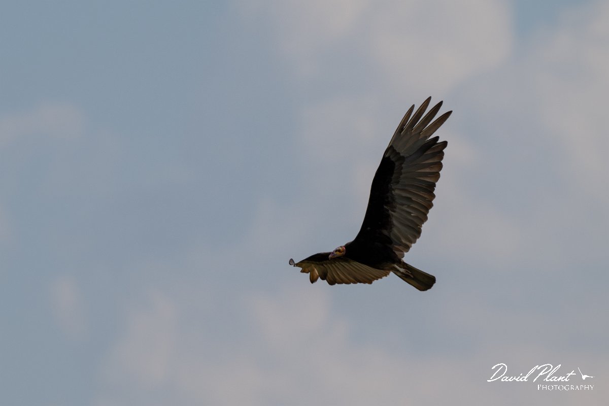 DPPhotography - Pantanal - Lesser yellow-headed vulture - H.jpg - Lesser yellow-headed vulture - Transpantaneira, Brazil