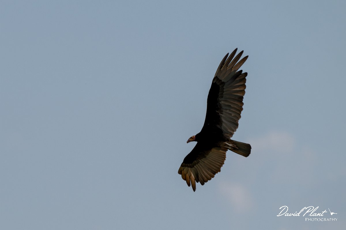 DPPhotography - Pantanal - Lesser yellow-headed vulture - I.jpg - Lesser yellow-headed vulture - Transpantaneira, Brazil