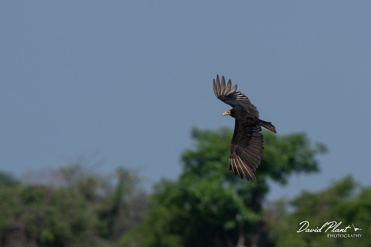 DPPhotography - Pantanal - Lesser yellow-headed vulture - J.jpg - Lesser yellow-headed vulture - Transpantaneira, Brazil