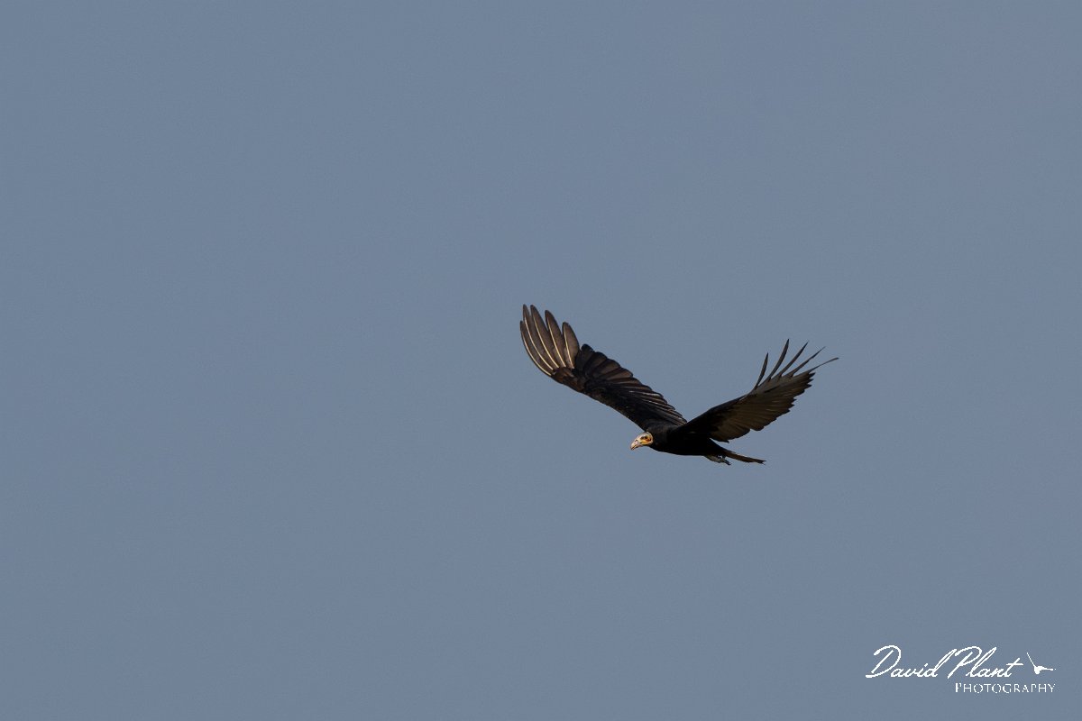 DPPhotography - Pantanal - Lesser yellow-headed vulture - K.jpg - Lesser yellow-headed vulture - Transpantaneira, Brazil
