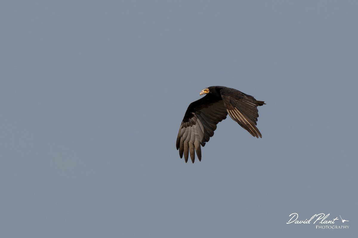 DPPhotography - Pantanal - Lesser yellow-headed vulture - L.jpg - Lesser yellow-headed vulture - Transpantaneira, Brazil