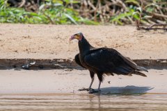 DPPhotography - Pantanal - Lesser yellow-headed vulture - E
