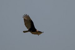 DPPhotography - Pantanal - Lesser yellow-headed vulture - F