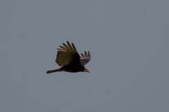 DPPhotography - Pantanal - Lesser yellow-headed vulture - G