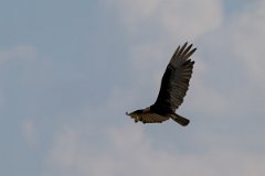 DPPhotography - Pantanal - Lesser yellow-headed vulture - H