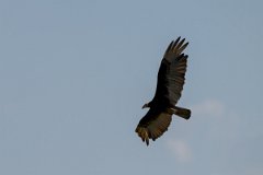 DPPhotography - Pantanal - Lesser yellow-headed vulture - I