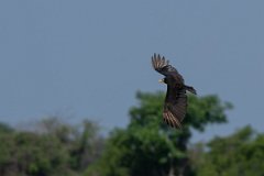 DPPhotography - Pantanal - Lesser yellow-headed vulture - J