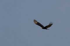 DPPhotography - Pantanal - Lesser yellow-headed vulture - K