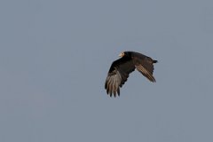 DPPhotography - Pantanal - Lesser yellow-headed vulture - L