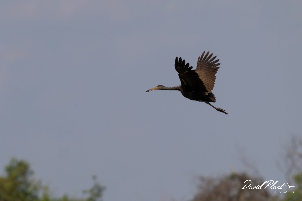 DPPhotography - Pantanal - Limpkin - A.jpg - Limpkin - Transpantaneira, Brazil