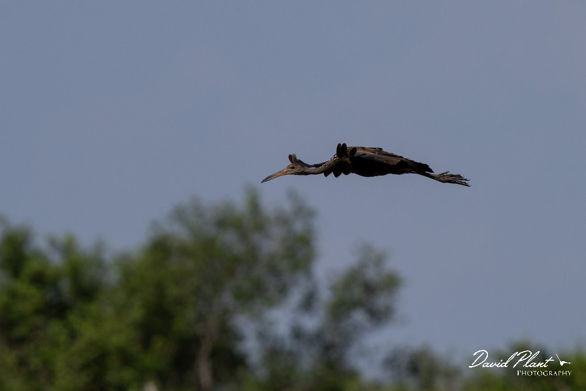DPPhotography - Pantanal - Limpkin - B.jpg - Limpkin - Transpantaneira, Brazil